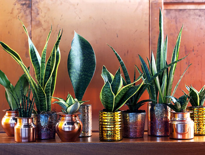 Taščin jezik (Sansevieria trifasciata)